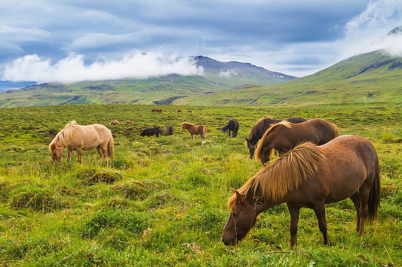Animal, Horse, Iceland, Meadow, Mountain, HD wallpaper