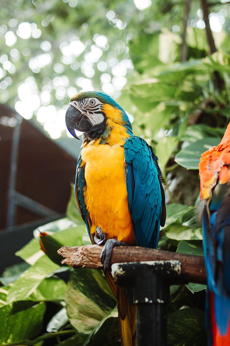 macaw, parrot, bird, branch, leaves, bright, HD phone wallpaper