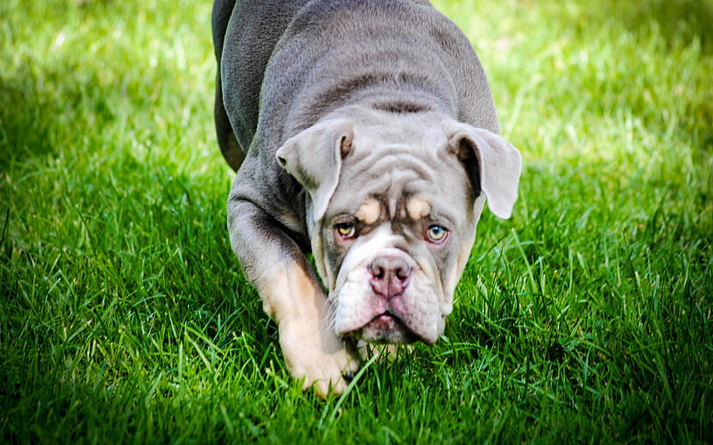 American Bulldog, green grass, dogs, scary dog, cute animals, pets, American Bulldog Dog, HD wallpaper