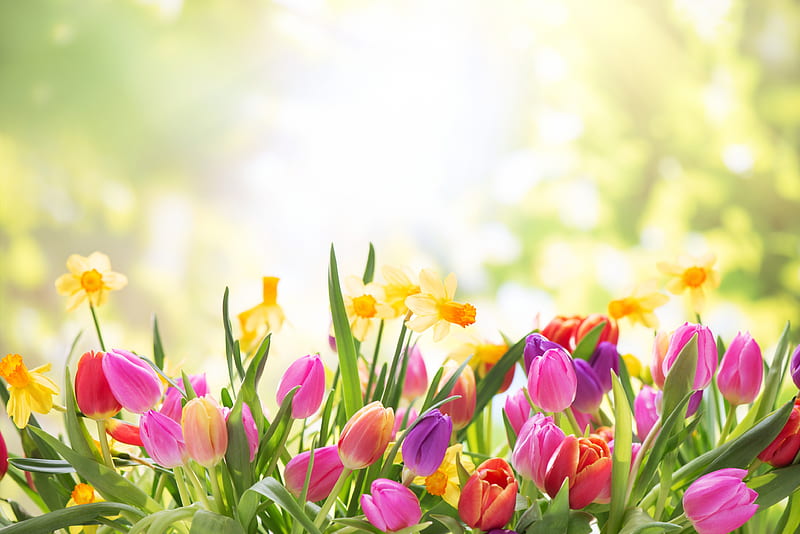 Flowers, Flower, Daffodil, Tulip, HD wallpaper | Peakpx