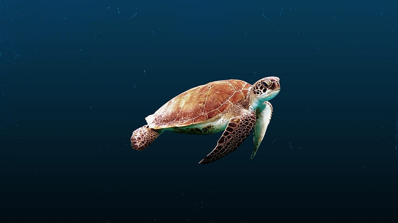 Sea Turtle Laptop Full , , Background, and, Green Turtle, HD wallpaper