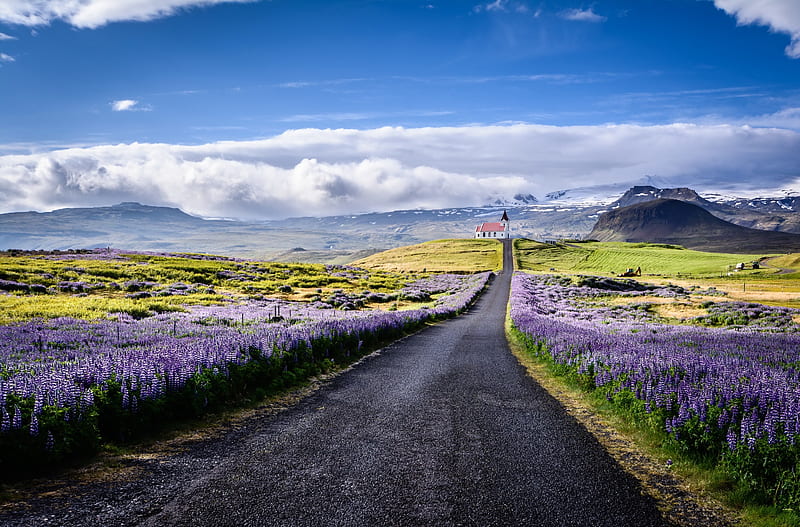 purple flower field, church, scenery, clouds, road, Landscape, HD wallpaper