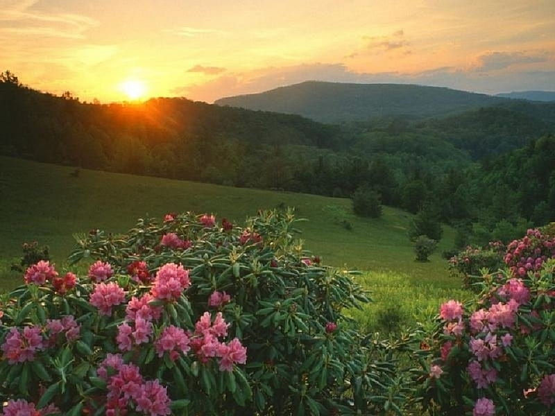 sunset over beautiful azaleas, azaleas, flowers, bonito, nature, sunset, HD wallpaper