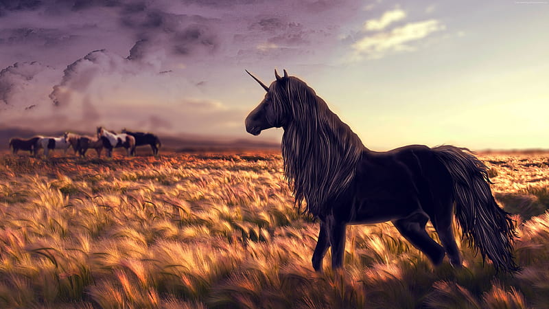 Unicorn In Field, unicorn, artist, artwork, digital-art, HD wallpaper