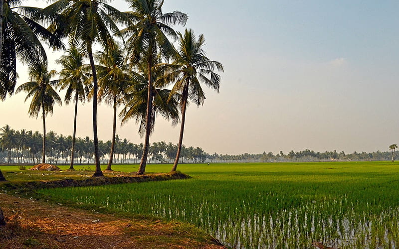 Rice Field and Palms, rice, trees, palms, field, HD wallpaper