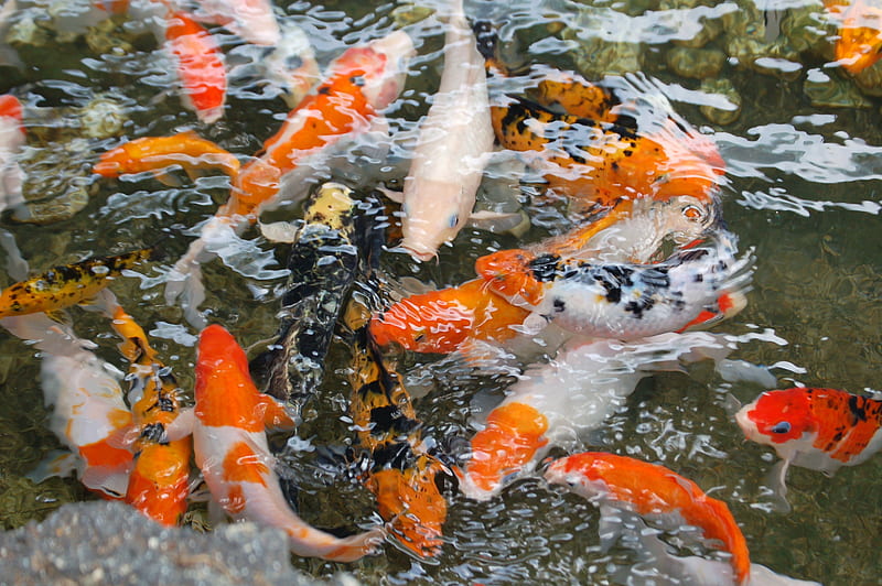 orange-and-grey koi fish, HD wallpaper
