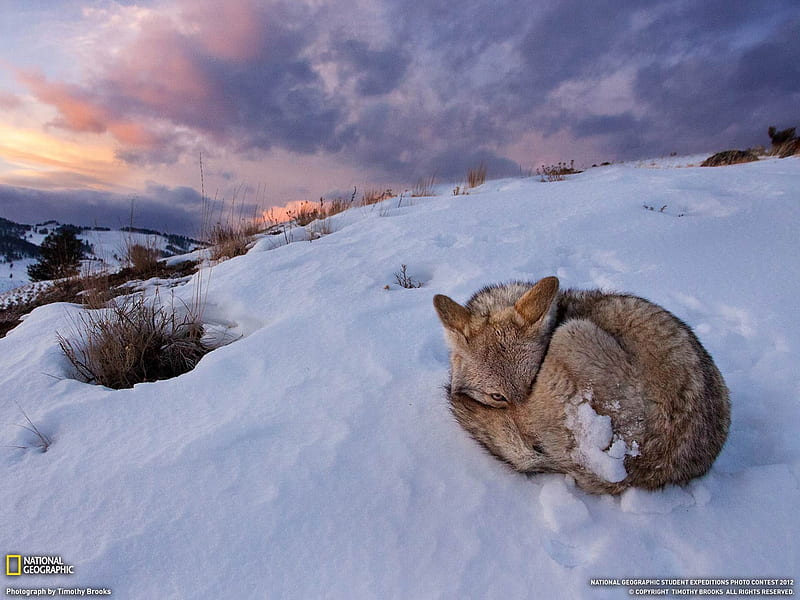 Coyote Yellowstone National Park-National Geographic, HD wallpaper