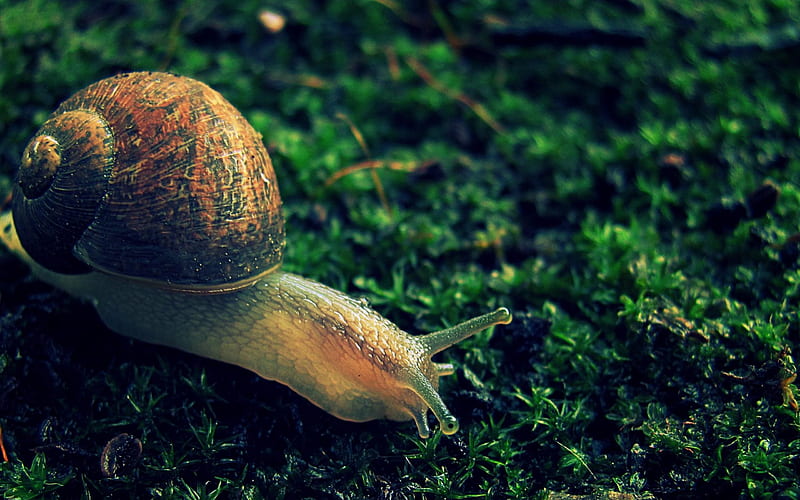 snails in the grass-Animal, HD wallpaper