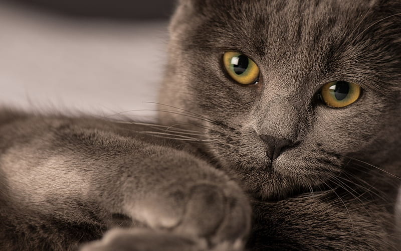 gray cat, domestic cat, British shorthair cat, look, big eyes, HD wallpaper