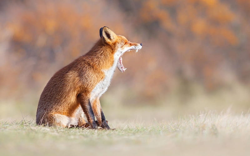 fox, forest, nature, yawns, HD wallpaper
