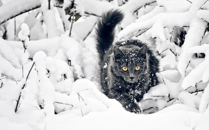 Bombay Cat, winter, pets, black cat, snowdrifts, domestic cat, cats, Bombay, HD wallpaper