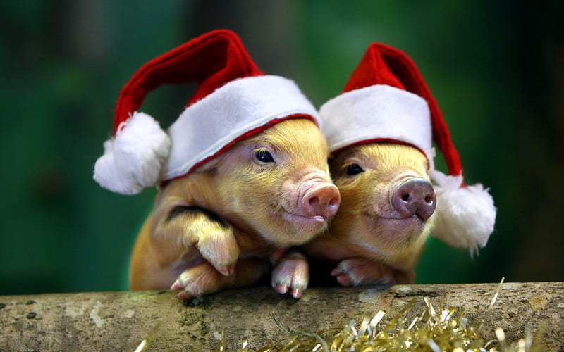 small piglets, New Year, 2019 Year, Christmas, funny Santa Clauses, pigs, HD wallpaper