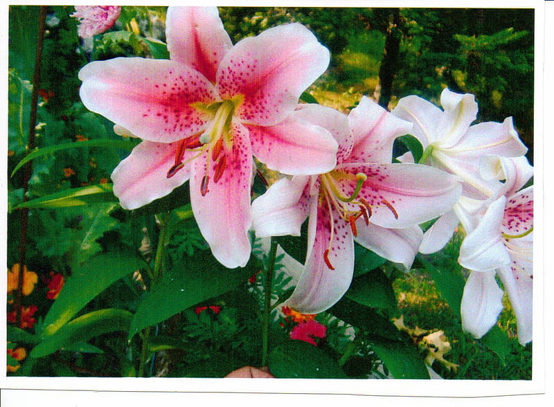 Beautiful lilies, lilies, garden, flowers, stargazer, HD wallpaper
