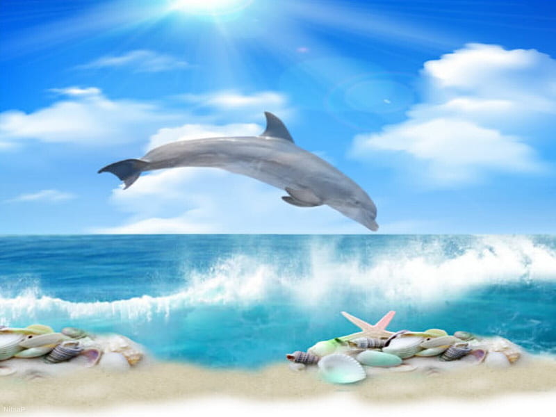 Dolphin, Ocean, sand, shells, pebbles, HD wallpaper