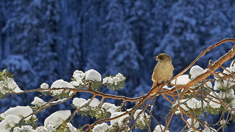 Winter bye-bye 16:9, bird, nature, spring, season, winter, HD wallpaper
