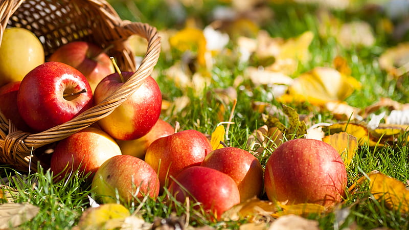 Apple Harvest, fruit, fall, autumn, leaves, basket, apples, summer, HD wallpaper