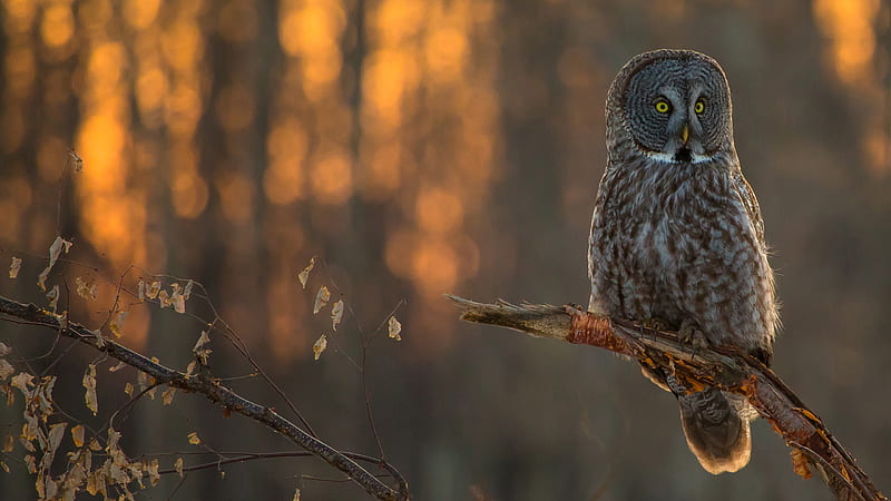 Yellow Eyes Brown Owl On Tree Branch In Blur Background Owl, HD wallpaper