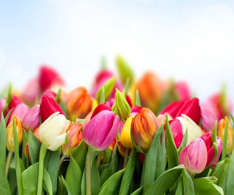 Tulips, colorful, bloom, flowers, spring, HD wallpaper | Peakpx