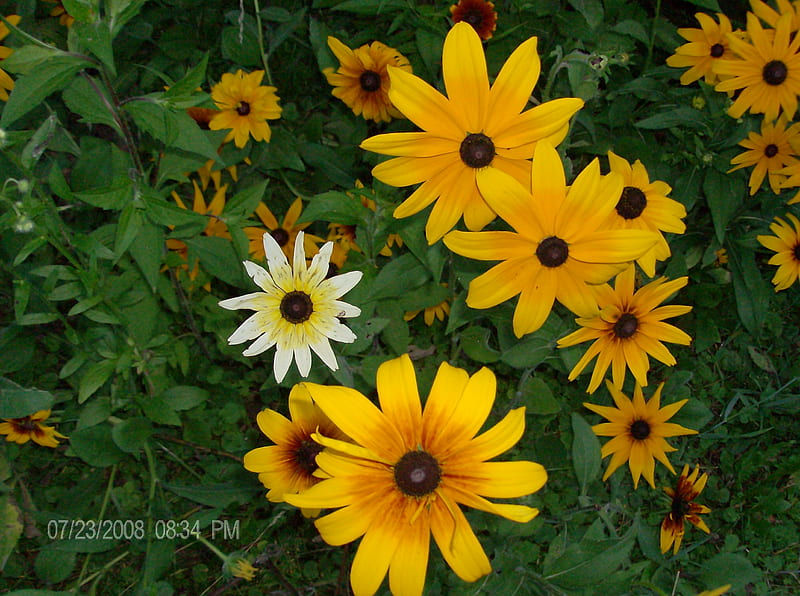 Black eyed Susans and a oddball, flowers, my garden, nature, black eyed susans, HD wallpaper