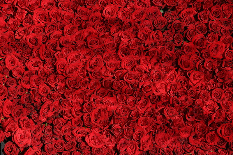 Red Roses in Bloom, HD wallpaper