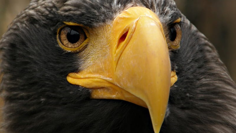 eagle, predator, bonito, bird of prey, cruel, HD wallpaper