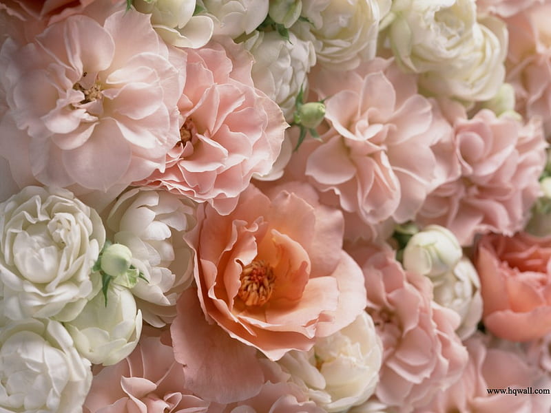 Peach Petals, romantic, scent, soft, roses, elegant, floral, sweet,  bouquet, HD wallpaper | Peakpx