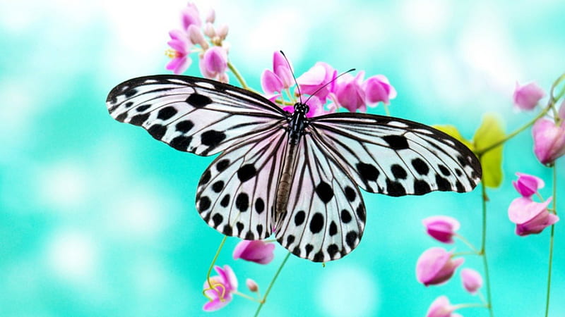 TURQUOISE SKIES, wings, aqua, flowers, gardens, colours, butterflies, insects, HD wallpaper