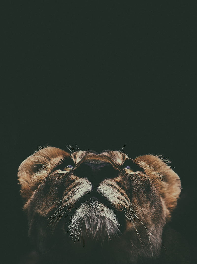 brown lion looking up in macro lens graphy, HD phone wallpaper