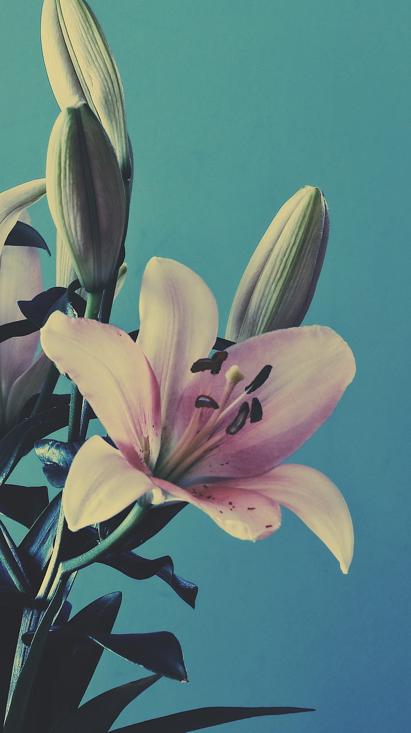 Retro Flowers, Blue, The, bloom, blossom, lillies, love, nature, oldschool, pink, plant, real, romantic, HD phone wallpaper