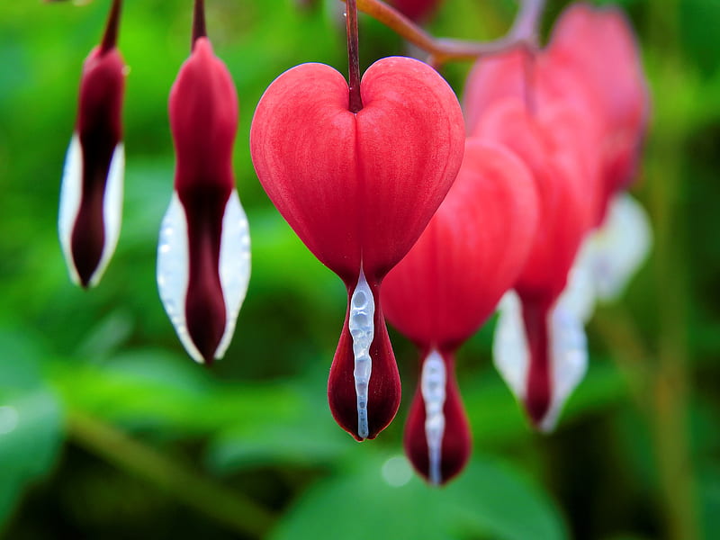 Bleeding Heart , corazones, red flowers, roses, romantic, love, iphone background, samsung background, galaxy, android background, HD wallpaper