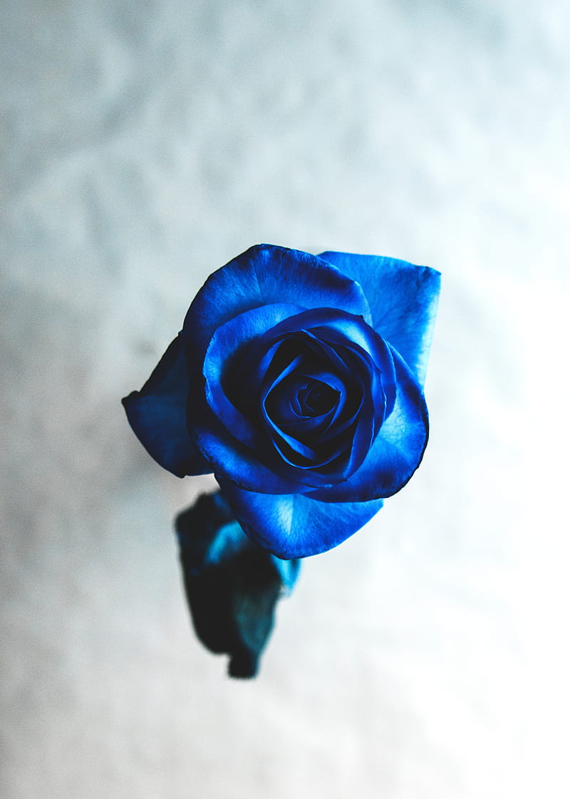 rose, blue, bud, flower, blur, HD phone wallpaper