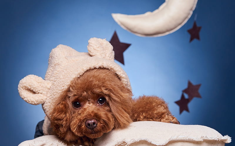 Poodle Dog, pillow, pets, dog, cute animals, funny dog, Poodle, HD wallpaper