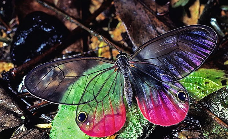 Pretty glasswing, butterfly, pink color on wings, beauty, glasswing, leaf, HD wallpaper