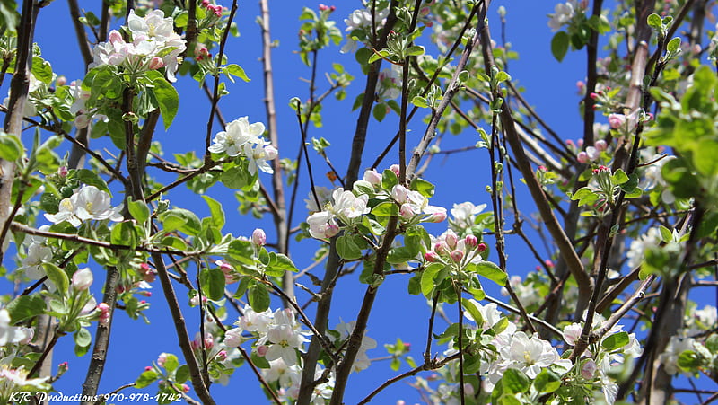 Apple Blossoms, kr productions, nature, spring, HD wallpaper