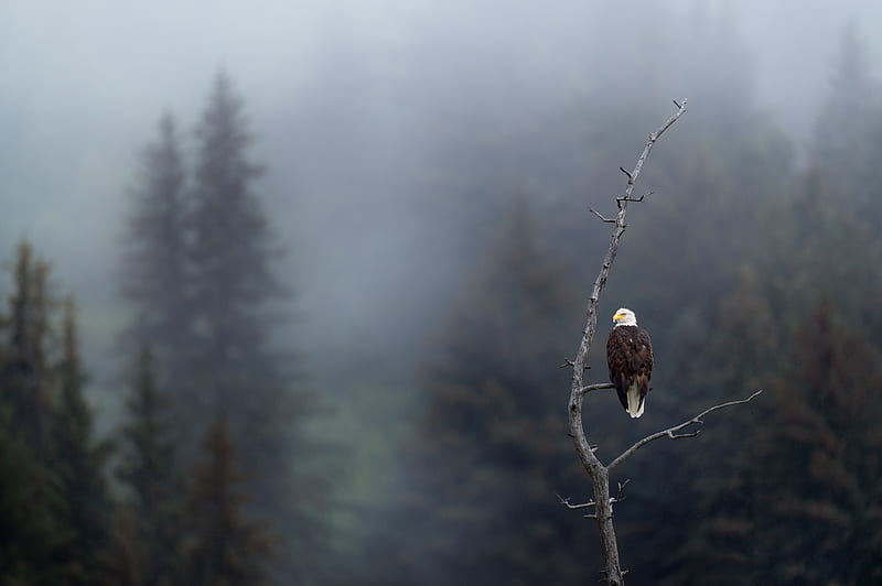 eagle, predator, bird, branch, focus, HD wallpaper