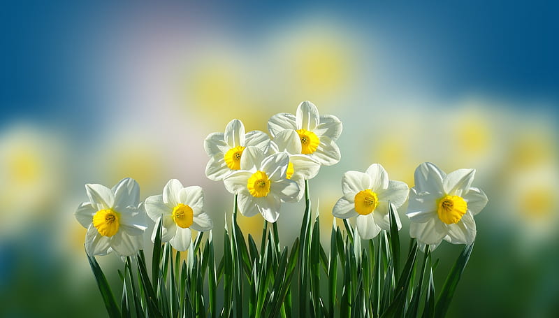 Daffodils, narcisa, green, daffodil, flower, yellow, spring, HD wallpaper