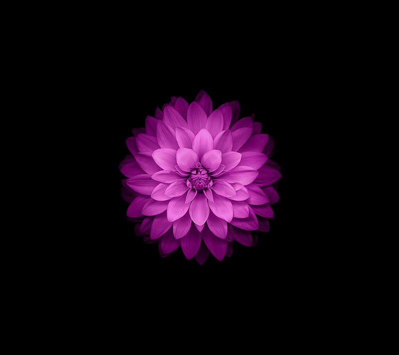 iOS 8 Flower, apple, ios8, plant, HD wallpaper