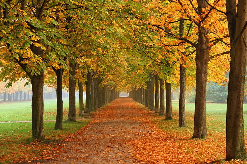 Avenue In Fall, fall, autumn, inviting, grass, orange, bonito, nostalgic, nice, green season, warm, romantic, park, trees, avenue, enchanting, charming, awesome, garden, nature, lawn, alley, field, HD wallpaper