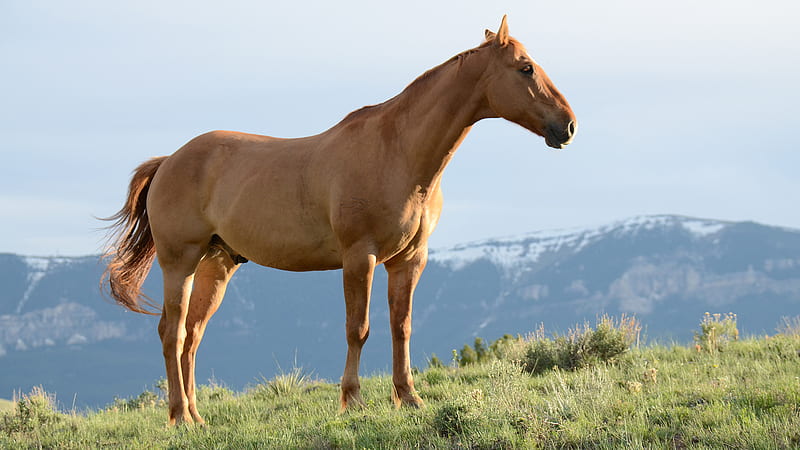 brown horse on green grass hill, HD wallpaper