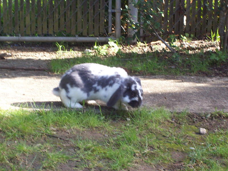 Smoky, furry, rabbit, real, lop ear, soft, animal, cute, pet, bunny, backyard, HD wallpaper