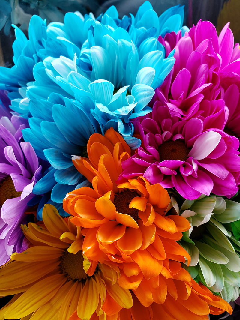 Brighten your day, flowers, girly, colorful, pink, blue, purple, love ...