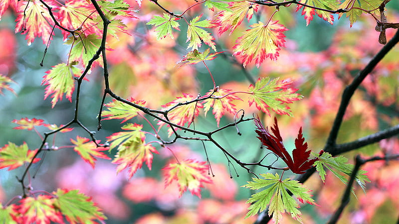 Beautiful Green Red Leaves Tree Branches Blur Background Nature, HD  wallpaper | Peakpx