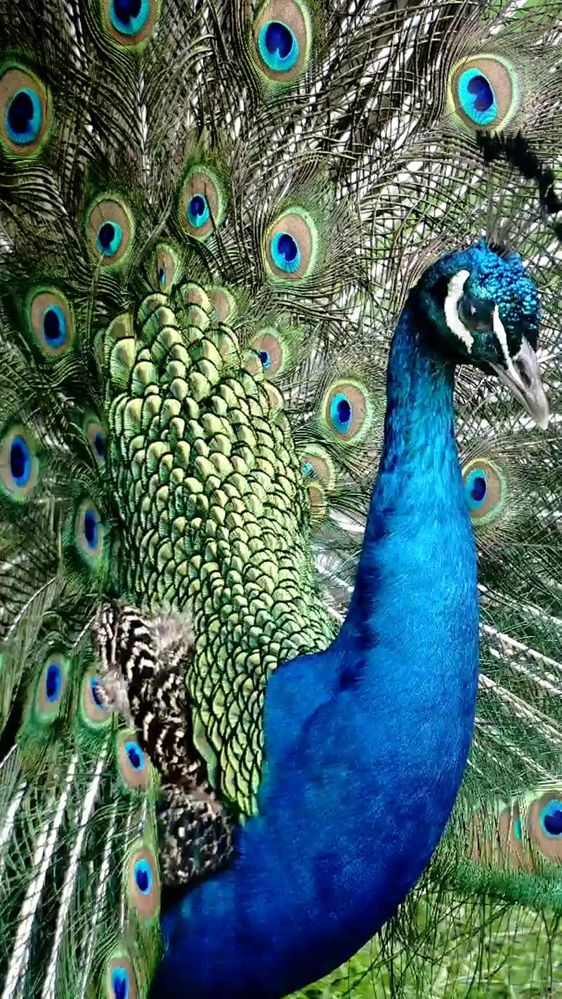 Mr.Peacock, Birds, animal, aonya6000, bird, blue, feathers, peacock, graphy, portrait, sony, HD phone wallpaper