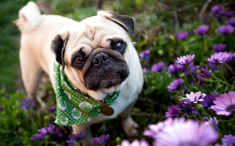 Pug, flowers, bokeh, dogs, pets, cute animals, Pug Dog, HD wallpaper