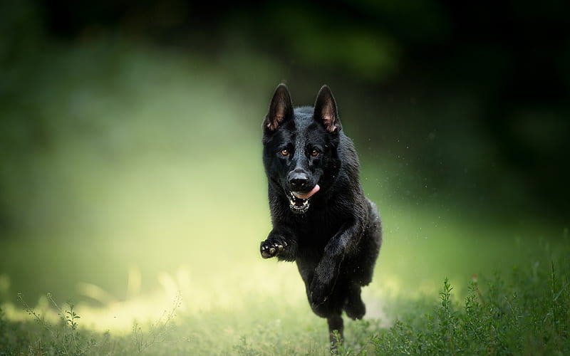 Black German Shepherd, running dog, bokeh, cute animals, summer, black dog, German Shepherd, dogs, German Shepherd Dog, HD wallpaper