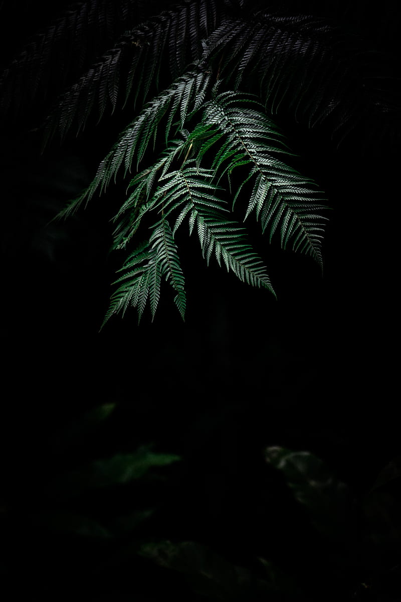 fern, dark, leaves, plant, HD phone wallpaper