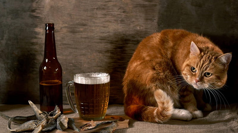 drunken kitty, glass, beer, cat, bottle, HD wallpaper