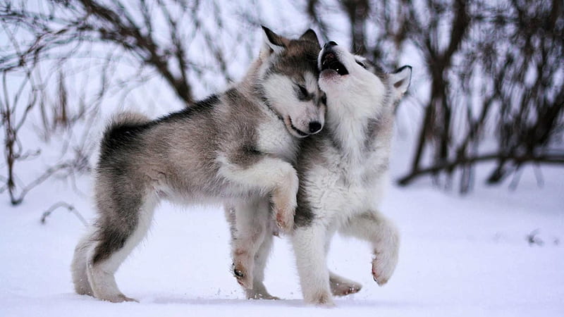 Husky Playing, snow, trees, dog, animal, winter, husky, HD wallpaper