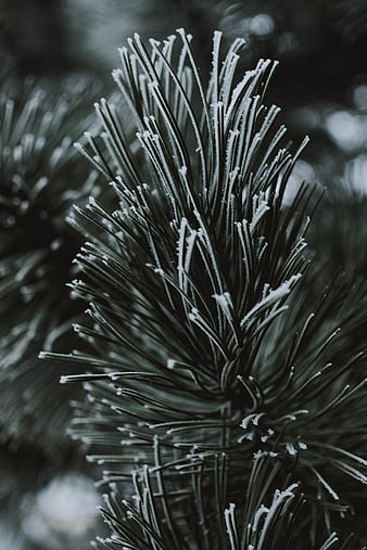 Spruce, needles, frost, macro, HD wallpaper | Peakpx