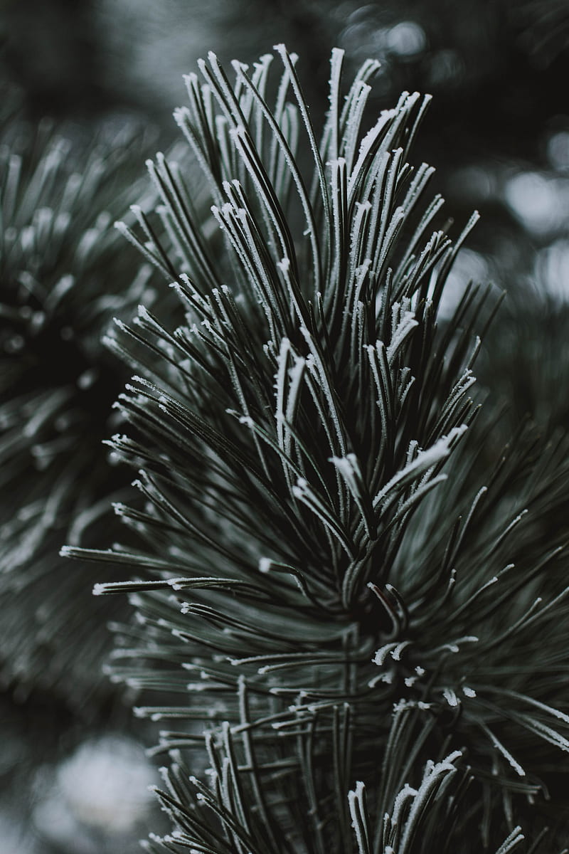 branch, needles, frost, macro, HD phone wallpaper